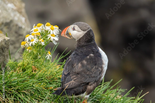 Obraz Atlantic Puffin