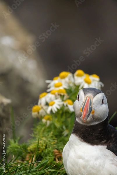Obraz Atlantic Puffin