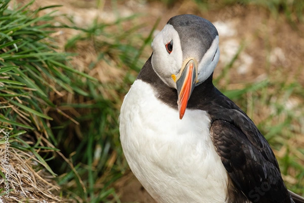 Obraz Atlantic Puffin