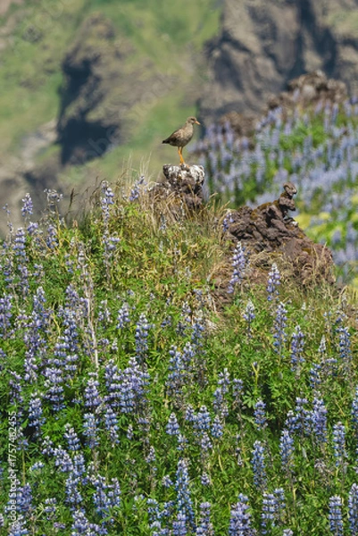 Obraz Icelandic landscapes