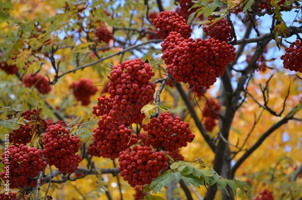 Obraz Рябина красная