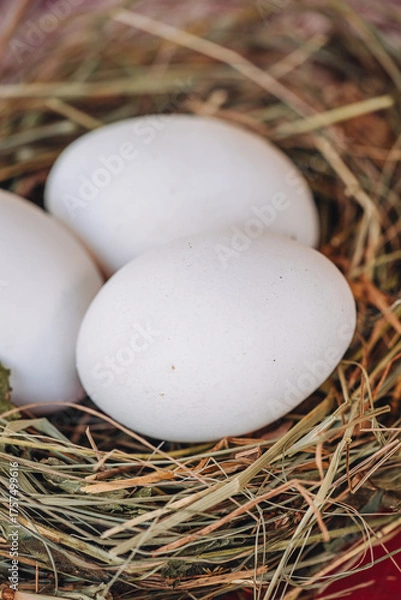 Fototapeta Fresh white eggs on a natural nest