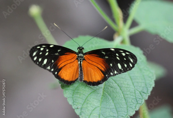 Obraz tiger longwing butterfly (Heliconius hecale)