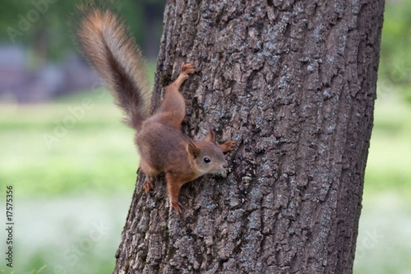 Fototapeta Young squirrel get down on tree
