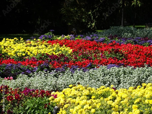 Fototapeta Flower garden