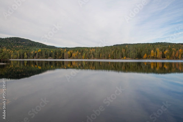 Obraz lake and forest