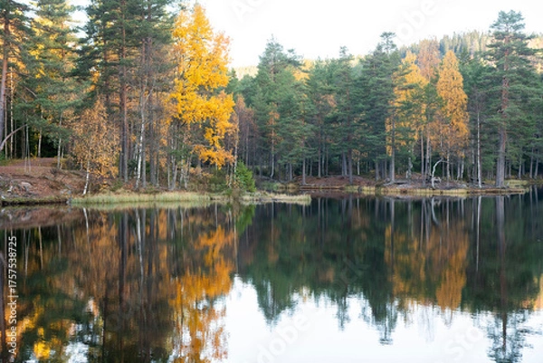Obraz autumn trees reflected in water