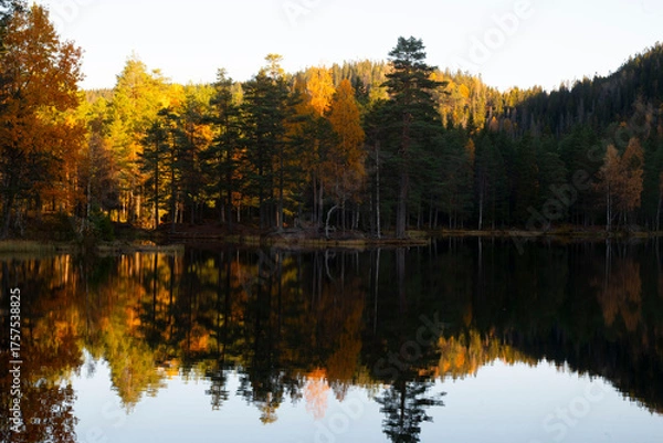 Obraz autumn trees reflected in water