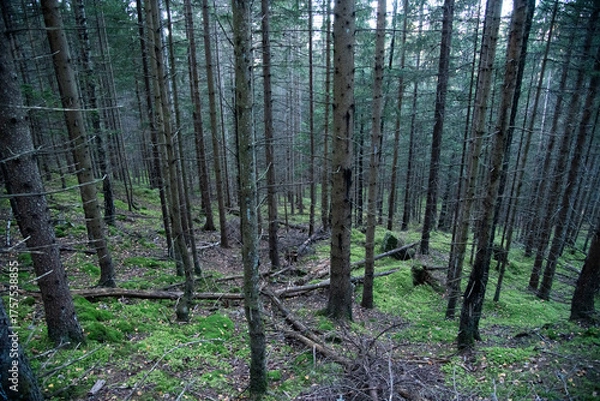 Obraz birch forest in the spring