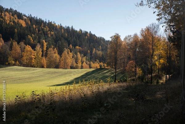 Obraz autumn forest in the morning