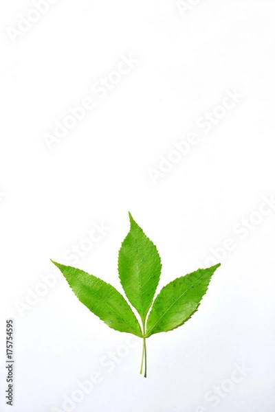 Fototapeta Green leaf