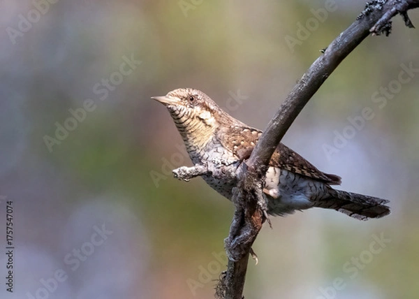 Obraz Eurasian wryneck