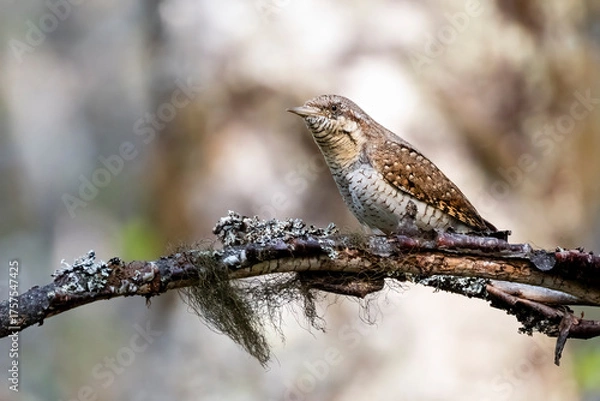 Obraz Eurasian wryneck