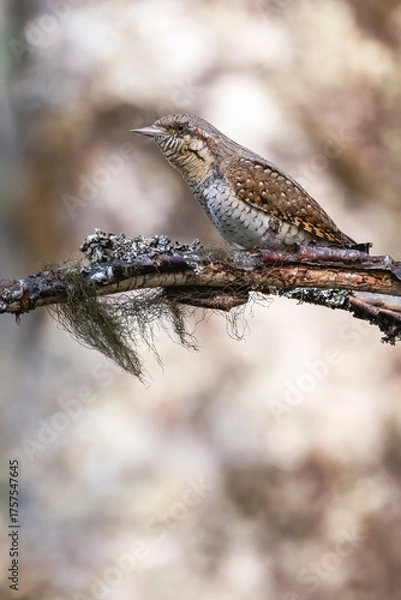 Obraz Eurasian wryneck