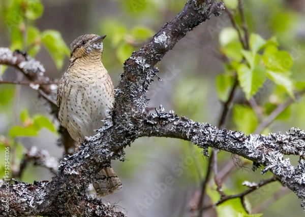 Obraz Eurasian wryneck