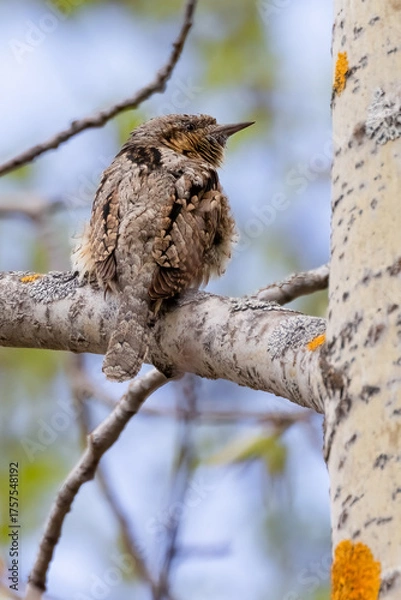 Obraz Eurasian wryneck