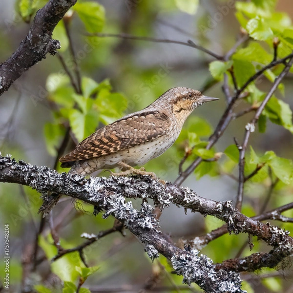 Obraz Eurasian wryneck