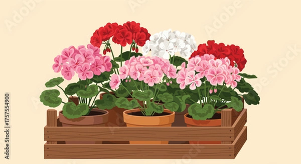 Obraz A wooden crate filled with vibrant potted geraniums in various colors including pink white and red.