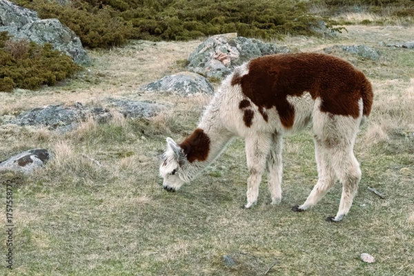 Obraz Alpaca