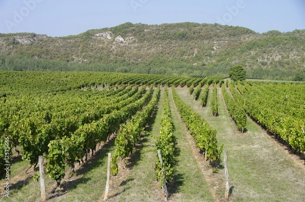 Obraz Vigne de Cahors