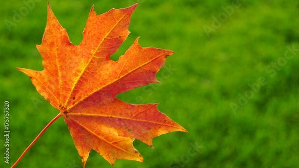 Obraz maple leave on green natural background