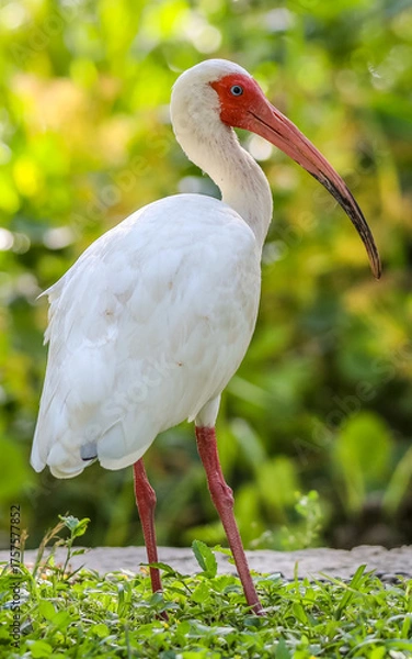 Fototapeta This  photograph features a striking white ibis standing gracefully in lush green grass in Florida. The bird’s snowy feathers and long, curved beak are captured in sharp detail.