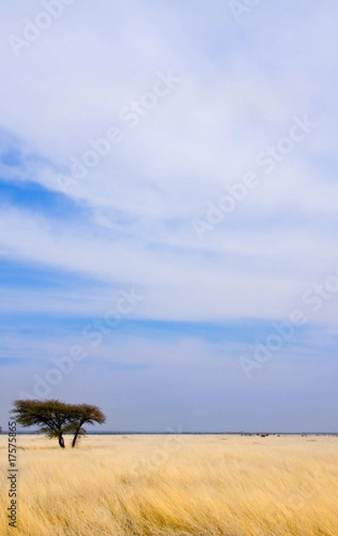 Obraz single tree in savannah