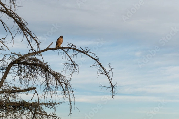 Fototapeta bird in tree