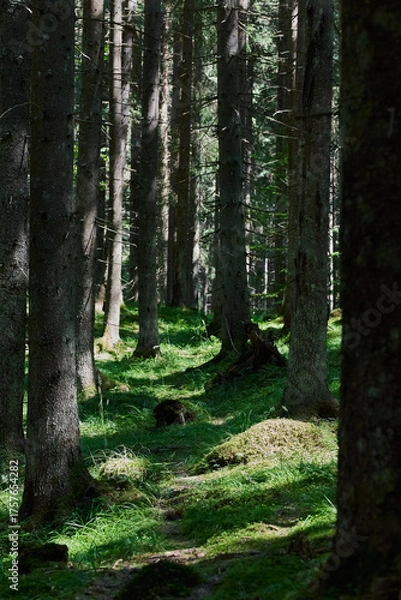 Fototapeta Rich, green vegetation among tall, old trees with shadows and light in the forest in Romania