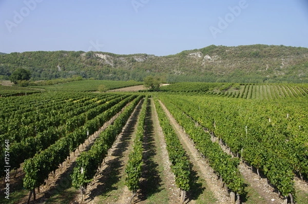 Obraz Vigne de Cahors