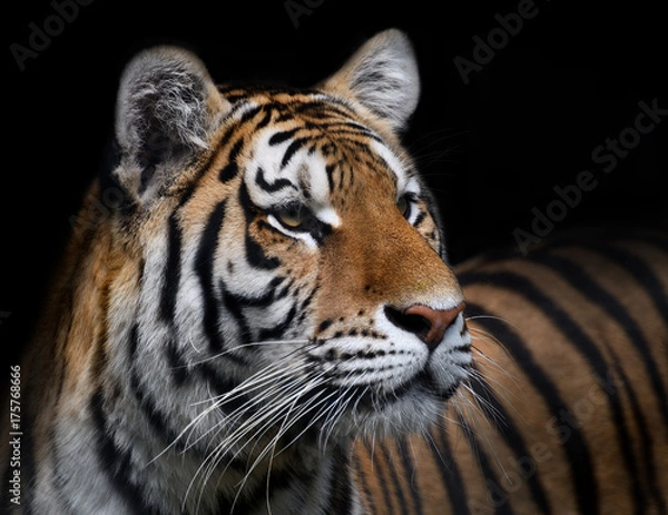 Obraz Portrait de tigre