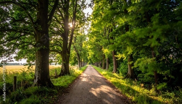 Obraz Dirt road through sun-dappled trees, leading towards a field