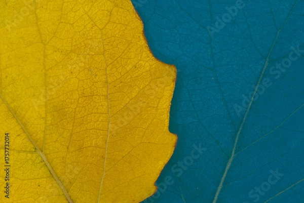 Fototapeta Coloured Overlapping Leafs