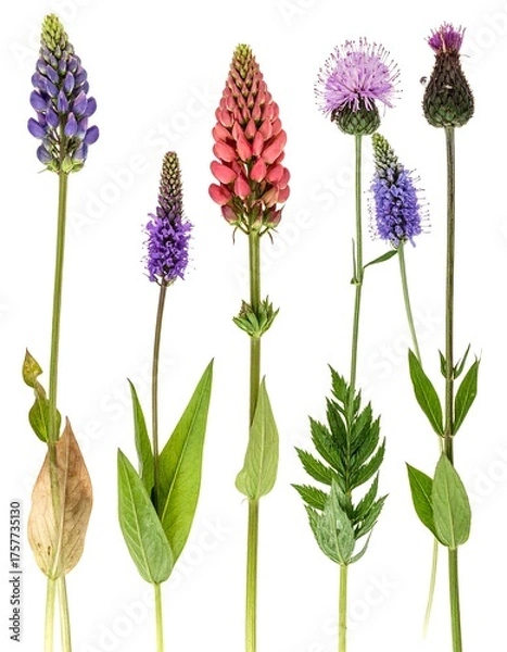 Obraz Diverse floral display with colorful blossoms and various leaf types on stems