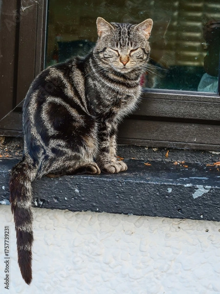 Fototapeta Rough tabby street cat sitting by a window of a house. Relaxed cute animal living close to people and keeping his independence.