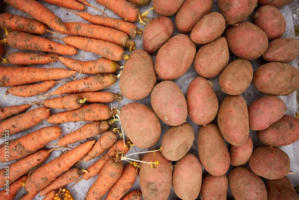 Obraz Fresh carrots and potatoes from the harvest