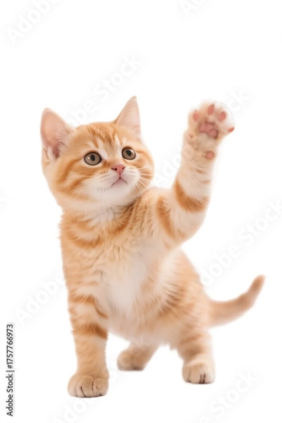 Fototapeta An adorable orange tabby kitten is seen playfully raising its front paw against a white background.