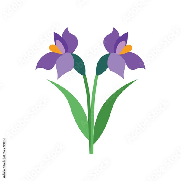 Fototapeta iris flower pair flat vector illustration