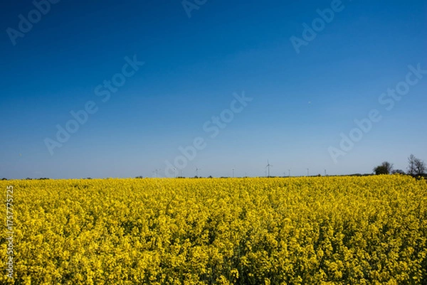 Obraz pole rzepaku