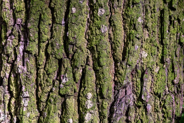 Obraz Mossy Tree Bark Texture Close-Up