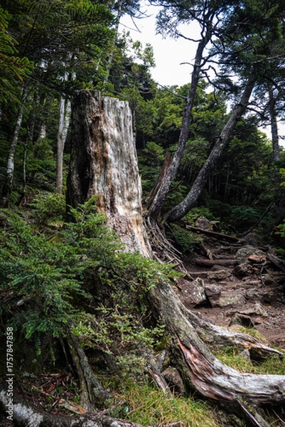 Obraz 長野県八ヶ岳北横岳風の止まり木