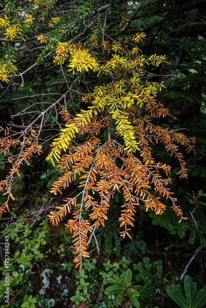 Obraz 長野県八ヶ岳北横岳初秋の紅葉