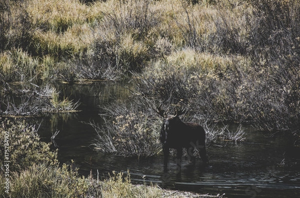 Fototapeta Moose