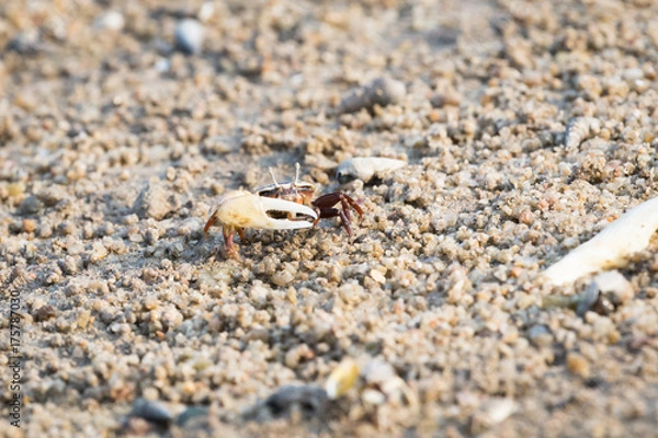 Obraz Fiddler Crab