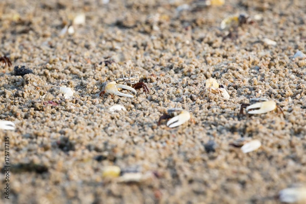 Obraz Fiddler Crab