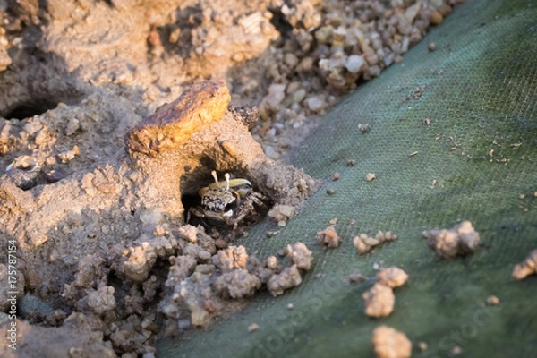 Obraz Fiddler Crab