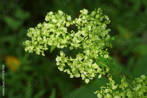 Obraz オトコエシの未熟な実