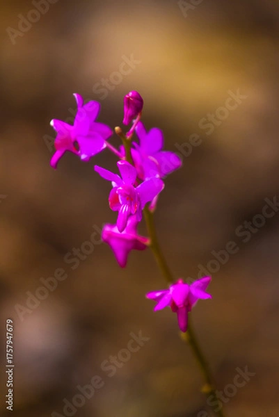 Obraz close up Beautiful Moth Orchid