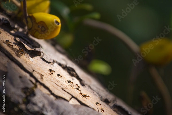 Fototapeta A swarm of ants is walking on the bark.