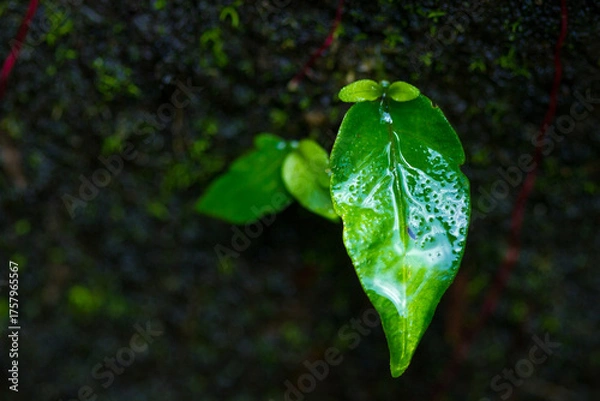 Obraz green leaf with water drops
